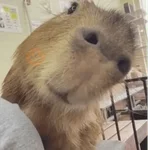😍 CAPYBARAS 😍
