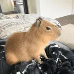 😍 CAPYBARAS 😍