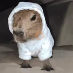 😍 CAPYBARAS 😍