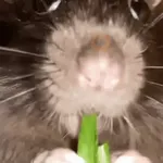 🐀 RATITAS PAL CHAT 🐀