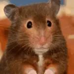 🐀 RATITAS PAL CHAT 🐀