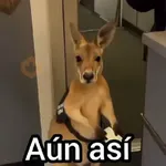 Canguro 2 🦘Tiktok 🔥