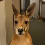 Canguro 2 🦘Tiktok 🔥