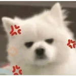 Cute doggy 🐶✧*