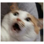 michis memes
