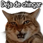 Gatitos Random🐱