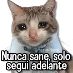 Gatitos Random🐱