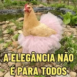 GALINHAS DEBOCHADAS 🐔