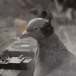 🕊Paloma migajera 🙃