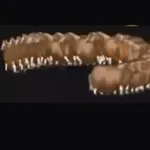 fat horse | Spinning horse 🐎