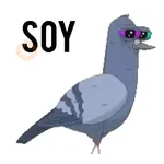 Paloma migajera 🕊️🐦