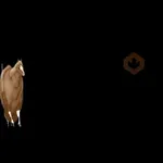 fat horse