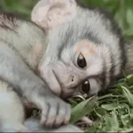 Monitos tristes 😭🐒