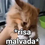 Gatos pa Responder🐱🌼