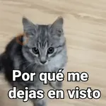 Gatos pa Responder🐱🌼
