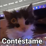Gatos pa Responder🐱🌼