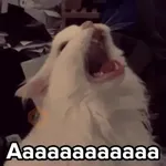 💣Memes animaditos 3💥