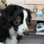 Perros Animados 🐕🌭🐾