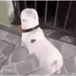 Perros Animados 🐕🌭🐾