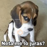 🌀 Perros con Frases 🐕🫧