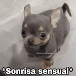 🌀 Perros con Frases 🐕🫧