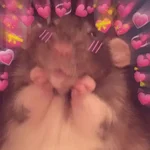 🧋🌸 AMORCITO 💕💘