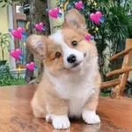 🧋🌸 AMORCITO 💕💘