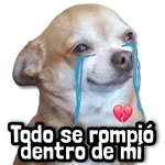 🐾 Perritos y Reacciones! 🔝