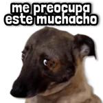 🐾 Perritos y Reacciones! 🔝