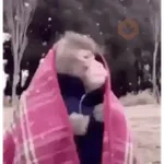 FRIO DO CÃO🥶