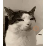Memes de gatos 🐱😂