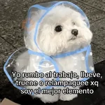 Frío ✨🥶MEMES 2