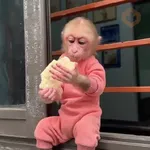 ❀ᮬ🤎⣧ ᩡᩡ Monos !©️Pochis 