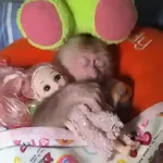 ❀ᮬ🤎⣧ ᩡᩡ Monos !©️Pochis 