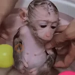 🐵🐒 Monos Tiernos🐒🐵