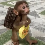 🐵🐒 Monos Tiernos🐒🐵