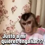 Monos graciosos contestones 🐒