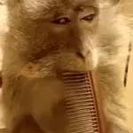 🐒 Monos divertidos random 🐒🐒