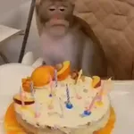 🐒 Monos divertidos random 🐒🐒