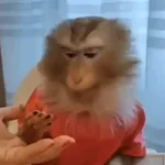 🐒 Monos divertidos random 🐒🐒