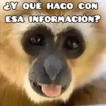 🦧Monkeys🦍Monos🐒Changos