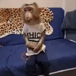 Monos y changuitos ⁶🐒🦍🦧