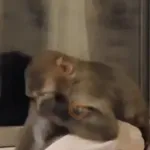 Monos y changuitos ⁶🐒🦍🦧