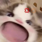 KUCING ANGRY😡😡