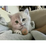 KUCING ANGRY😡😡