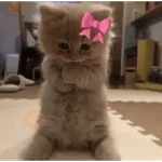 KUCING ANGRY😡😡