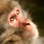 🍌 🐒 Monos Monitos🐒🍌