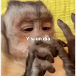 🍌 🐒 Monos Monitos🐒🍌