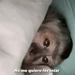 🍌 🐒 Monos Monitos🐒🍌