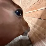 im the easter bunny🐰memes